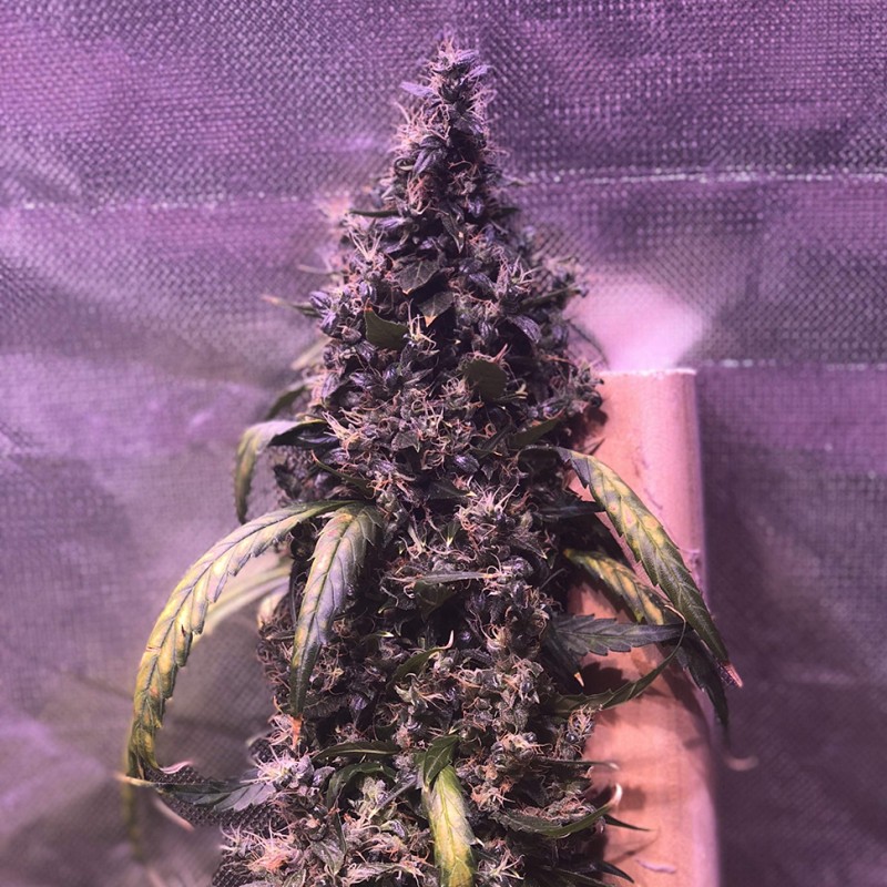 Auto Diesel feminised Ganja Seeds - 2 насінини