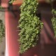 Auto Diesel feminised Ganja Seeds - 2 насінини