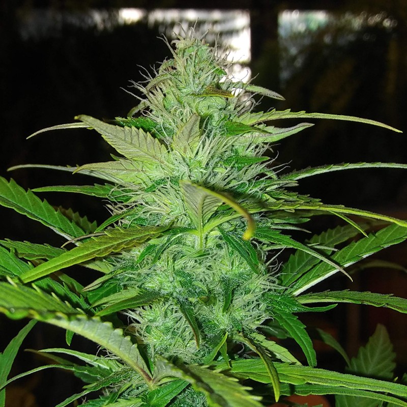 Auto Diesel feminised Ganja Seeds - 2 насінини