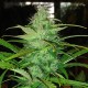 Auto Diesel feminised Ganja Seeds - 2 насінини