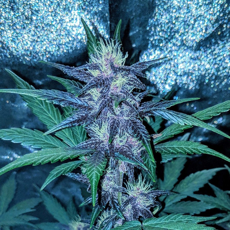 Auto Diesel feminised Ganja Seeds - 2 насінини