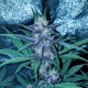 Auto Diesel feminised Ganja Seeds - 2 насінини