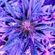Auto Diesel feminised Ganja Seeds - 2 насінини