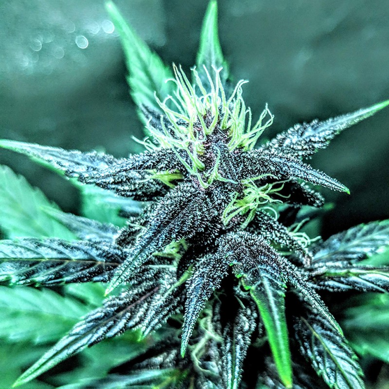 Auto Diesel feminised Ganja Seeds - 2 насінини