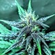 Auto Diesel feminised Ganja Seeds - 2 насінини