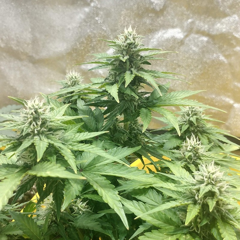 Auto Diesel feminised Ganja Seeds - 2 насінини