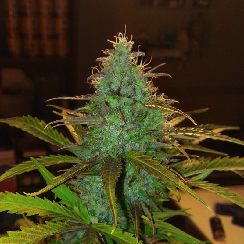 Auto Diesel feminised Ganja Seeds - 2 насінини