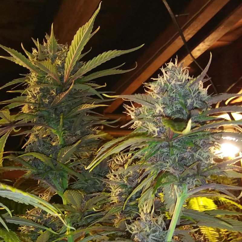 Auto Diesel feminised Ganja Seeds - 2 насінини