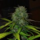 Auto Diesel feminised Ganja Seeds - 2 насінини