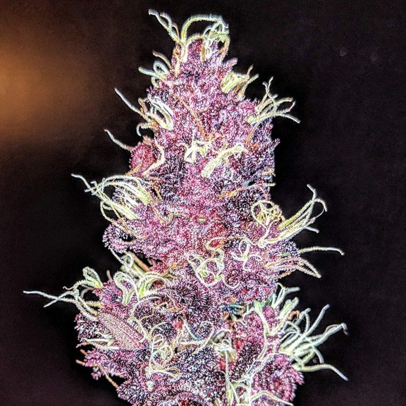 Auto Diesel feminised Ganja Seeds - 2 насінини