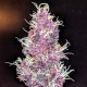 Auto Diesel feminised Ganja Seeds - 2 насінини