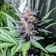 Auto Diesel feminised Ganja Seeds - 2 насінини