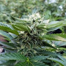 Chemdog feminised Ganja Seeds