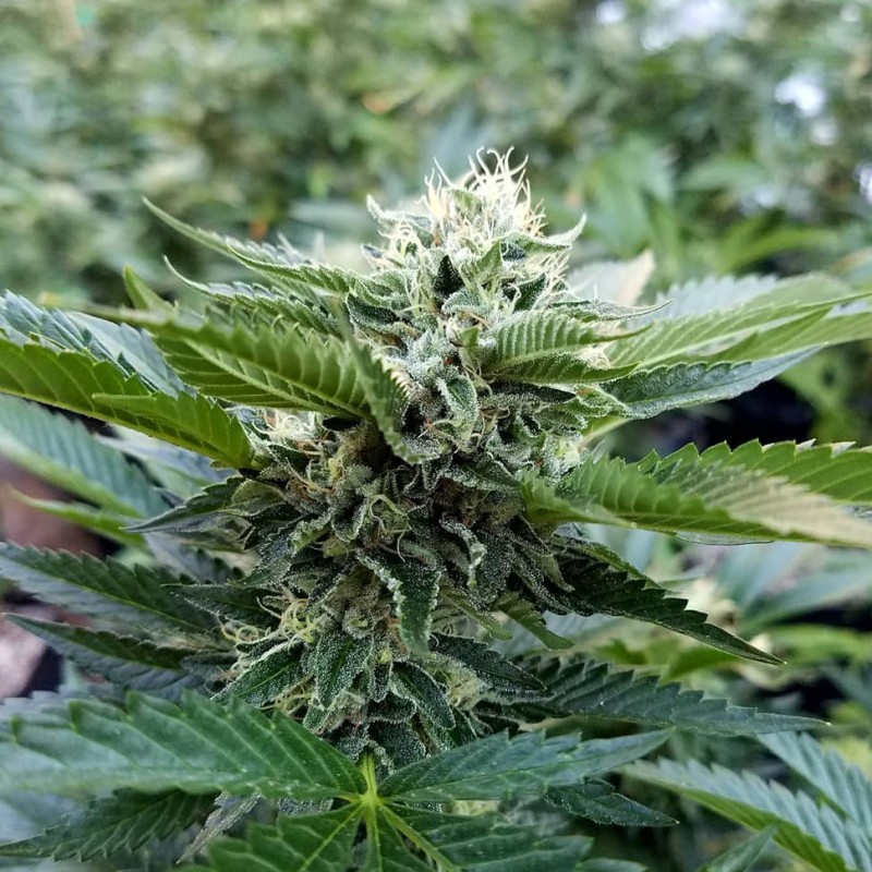 Chemdog feminised Ganja Seeds - 77 насінин