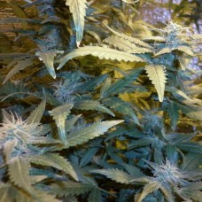 Auto Maxi Gom feminised GanjaLiveSeeds