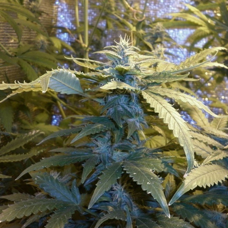 Auto Maxi Gom feminised GanjaLiveSeeds