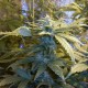 Auto Maxi Gom feminised GanjaLiveSeeds