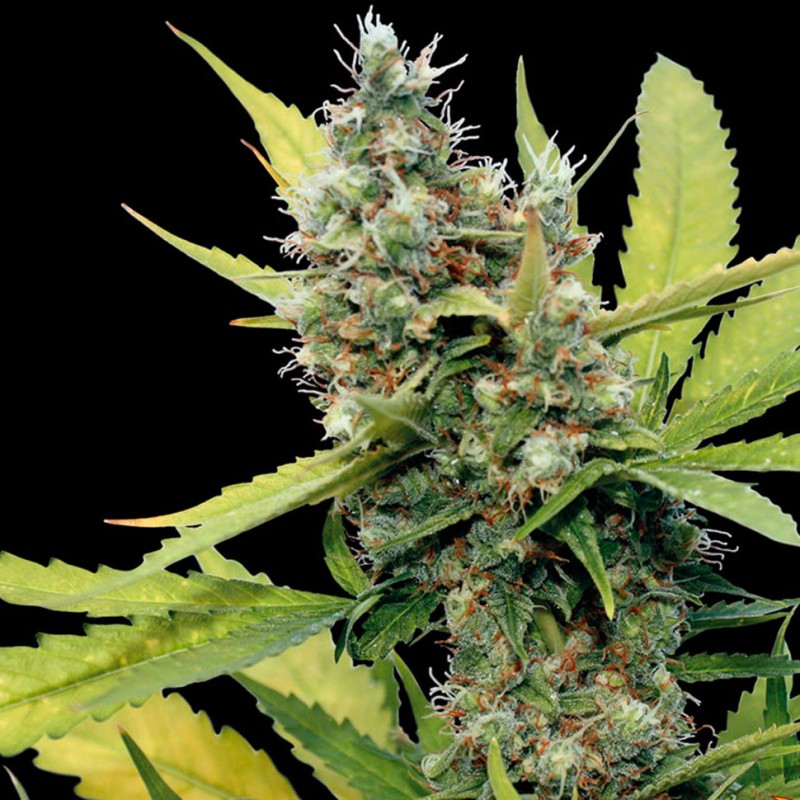 Honey B feminised GanjaLiveSeeds