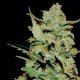 Honey B feminised GanjaLiveSeeds
