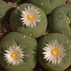 Lophophora echinata var. diffusa