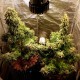 Auto Jack Herer feminised Ganja Seeds - 2 насінини