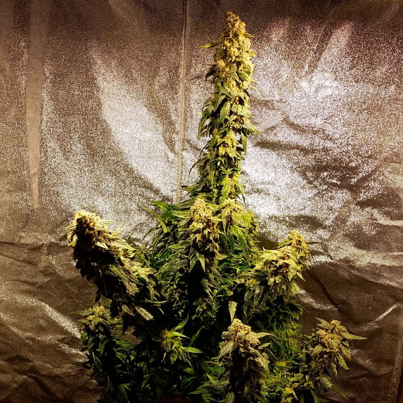 Auto Jack Herer feminised Ganja Seeds - 2 насінини
