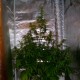 Auto Jack Herer feminised Ganja Seeds - 2 насінини
