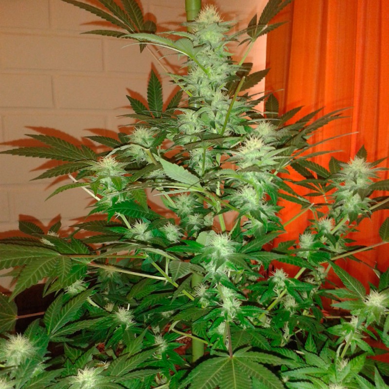 Auto Jack Herer feminised Ganja Seeds - 2 насінини