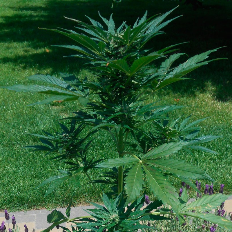 Auto Jack Herer feminised Ganja Seeds - 2 насінини