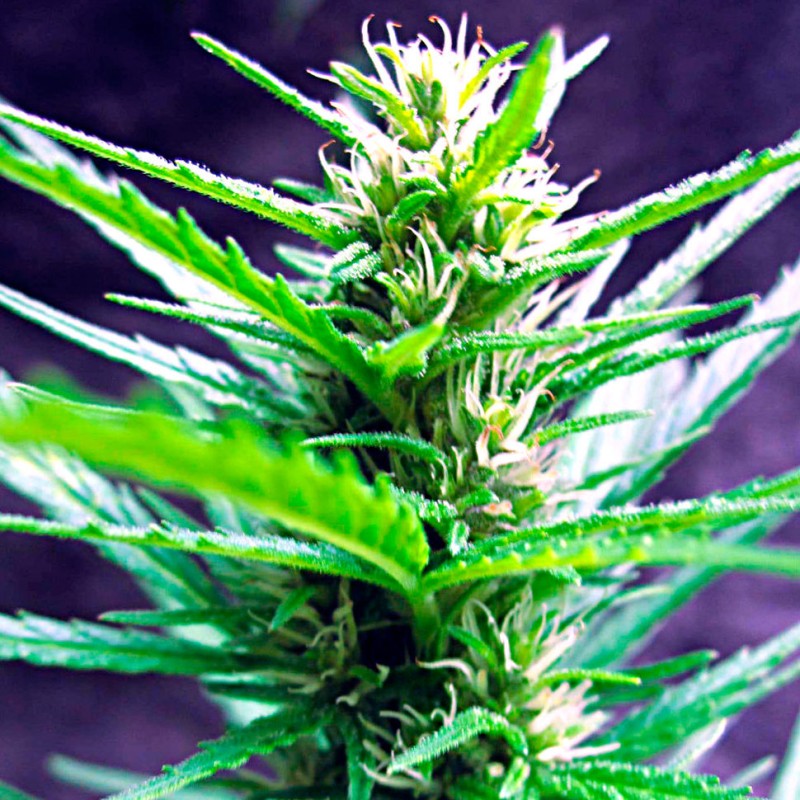 Auto Jack Herer feminised Ganja Seeds - 2 насінини