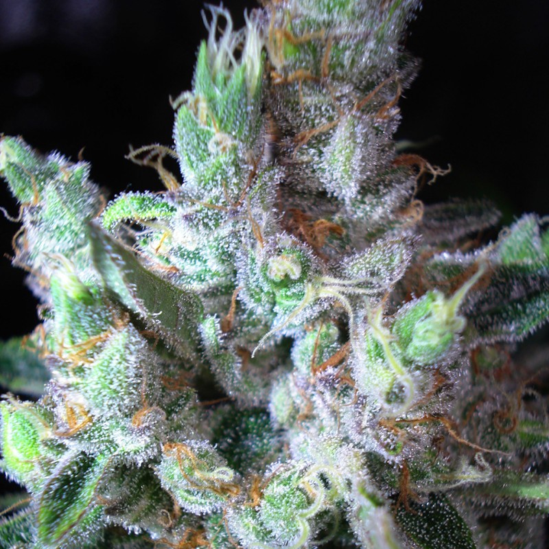 Cool Rasta feminised Ganja Seeds - 2 насінини