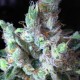 Cool Rasta feminised Ganja Seeds - 2 насінини
