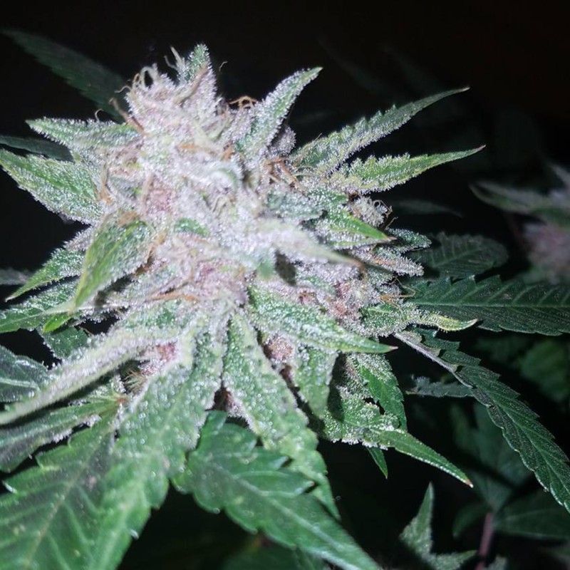 Cool Rasta feminised Ganja Seeds - 2 насінини