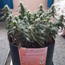 Auto Mazar feminised GanjaLiveSeeds