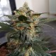 Auto Mazar feminised GanjaLiveSeeds