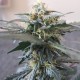 Auto Mazar feminised GanjaLiveSeeds