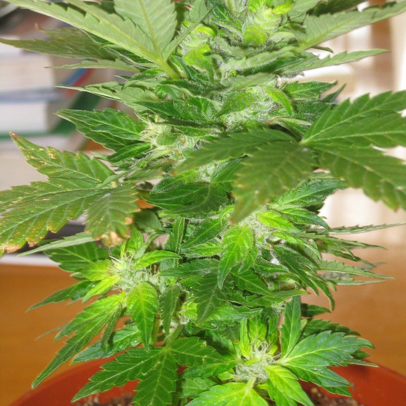 Auto Easy Ryder feminised Ganja Seeds - 2 насінини