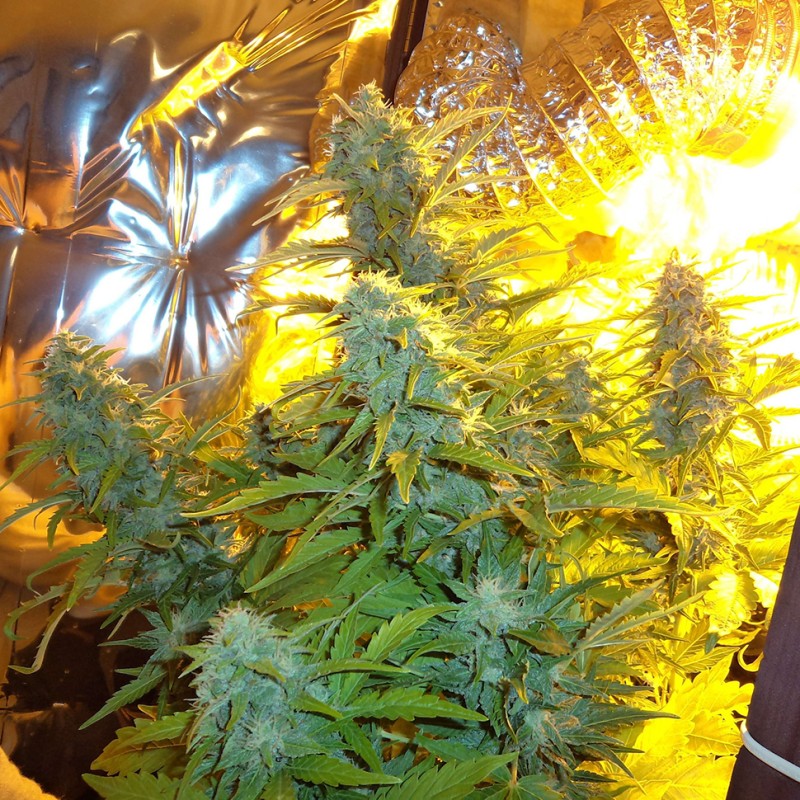 Auto Easy Ryder feminised Ganja Seeds - 2 насінини