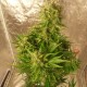 Auto Easy Ryder feminised Ganja Seeds - 2 насінини