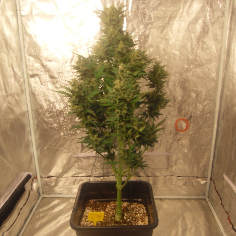 Auto Easy Ryder feminised Ganja Seeds - 2 насінини