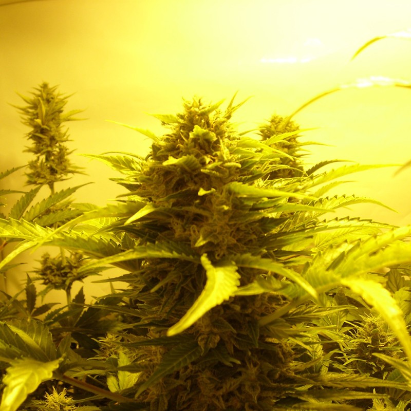 Auto Easy Ryder feminised Ganja Seeds - 2 насінини