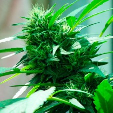 Nibiru feminised GanjaLiveSeeds