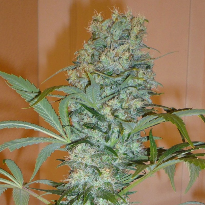 Nibiru feminised GanjaLiveSeeds