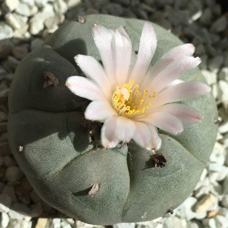 Lophophora williamsii