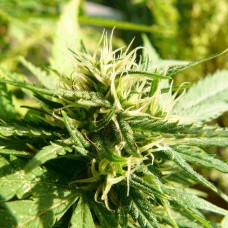 Exodus Cheese feminised GanjaLiveSeeds