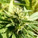 Exodus Cheese feminised GanjaLiveSeeds