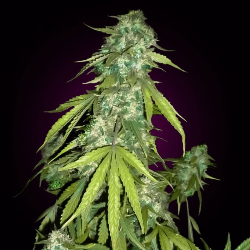 Auto Chronic feminised Ganja Seeds