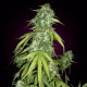 Auto Chronic feminised Ganja Seeds