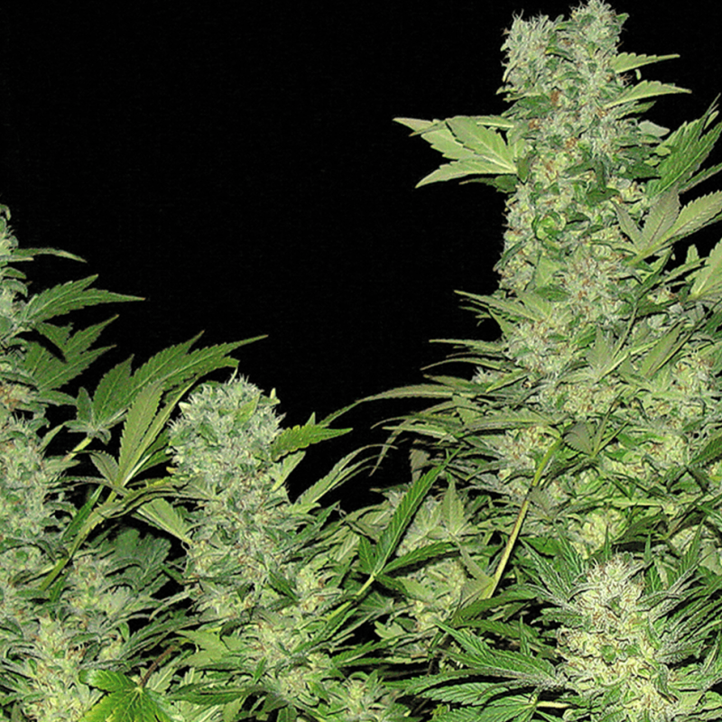 Auto Chronic feminised Ganja Seeds