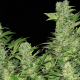 Auto Chronic feminised Ganja Seeds